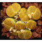 C389 - Plant